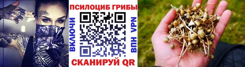 кракен рабочий сайт  Моздок  Псилоцибиновые грибы мицелий 
